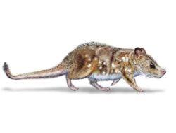 Ilmuwan Temukan Fosil Mamalia Terkecil Berusia 74 Juta Tahun