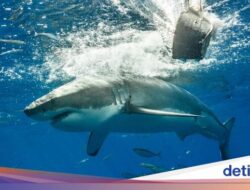 Turis AS Diserang Hiu Pada Memancing Hingga Bahama, Alami Luka Parah