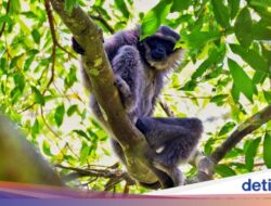 6 Satwa Penghuni Gunung Sanggabuana, Salah Satunya Naga Jawa