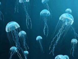 Serangan Ubur-ubur Paksa Pembangkit Listrik Tenaga Nuklir Prancis Ditutup