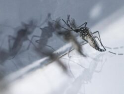 Wabah Chikungunya Ke China Infeksi 8.000 Orang, Karantina Massal Diberlakukan