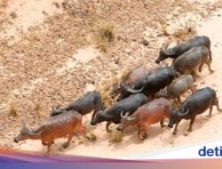 90 Kerbau Liar Mati Tenggelam, Dagingnya Dibagi-Untuk Ke Warga
