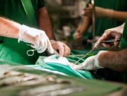 Praktisi Medis AS Berhasil Transplantasi Ginjal Babi Hingga Manusia, Pasien Kini Bebas Dialisis