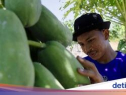 Jenis Minuman Sebagai Pemula hingga Petani Buah Raup Rp 50 Juta per Bulan