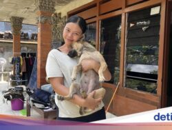 Seekor Anjing Karena Itu Pahlawan Di Ditengah Bencana Alam Denpasar, Dipuji Ri Prabowo