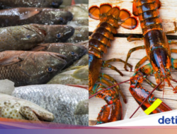 Curi Kerapu dan Lobster senilai Rp 17 Juta, Pria Ini Dipenjara 7 Tahun!