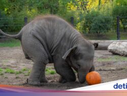 Momen Lucu Gajah-Gajah Oregon Rayakan Halloween