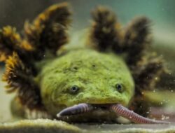 Naga Aneh, Amfibi Terlangka Hingga Dunia Hidup Hingga Danau Pátzcuaro