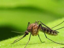 Nyamuk Pertama Ditemukan Ke Islandia, Dunia Terkejut!