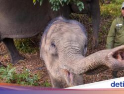 Konflik Ke TN Tesso Nilo Memanas, tapi Area Wisata Diyakini Aman