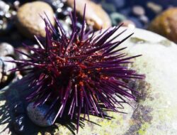 Makhluk Di Otak Hingga Sekujur Tubuh Ditemukan, Spesies Hewan Apakah?