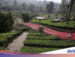 Ini Penginapan Paling Dingin Ke Puncak Bogor, Suhu Bisa Turun!