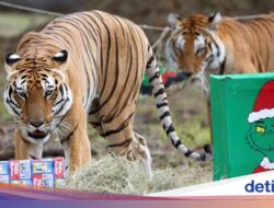 Momen Seru Perayaan Natal Untuk Satwa Ke Kebun Binatang Kolombia