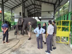 Gandeng Vantara India, Kemenhut Berharap Bisa Revitalisasi Fasilitas Medis Gajah Sumatera