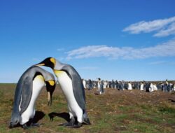 Hewan Mana yang Berpasangan Seumur Hidup? Setia Sampai Mati