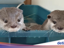 Kotaro dan Hana, ‘Selebriti Instagram’ Berang-berang yang Doyan Banget Seafood