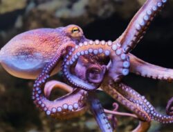 Kejadian Luar Biasa Ledakan Gurita Langka Mengamuk Perairan Inggris