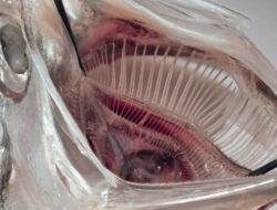 Filter Mulut Ikan Hilangkan 99 Persen Mikroplastik Di Limbah