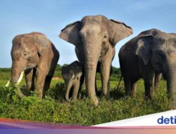 Taman Nasional Way Kambas Ditutup Sambil Untuk Wisata