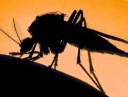 Jurassic Park Ternyata Benar! Nyamuk Bisa Bawa DNA Hewan