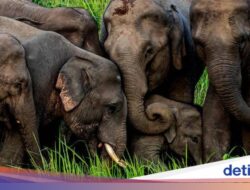 Tekan Bentrokan Didalam Warga, Thailand Suntik Proteksi Kontrasepsi Gajah Liar