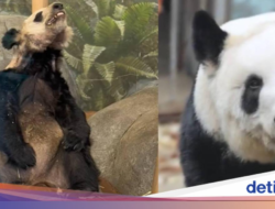 Dulu Kurus Kering Hingga AS, Kini Panda Ya Ya Gemuk dan Sehat Hingga China