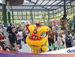 Long Weekend Imlek, Taman Safari Ramai Wisatawan, Targetkan 10.000 Pengunjung