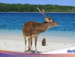 Rekomendasi Destinasi Wisata Didekat Tanjung Lesung