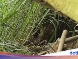 42 Lensa Trap Dipasang Di Gunung Lawu, Pantau Pergerakan Macan Tutul