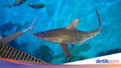 Wow! Pakan Ikan Hiu Hingga Las Vegas Lebih Mewah Dibanding Menu Turis