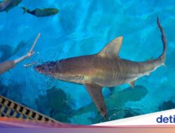Wow! Pakan Ikan Hiu Hingga Las Vegas Lebih Mewah Dibanding Menu Turis