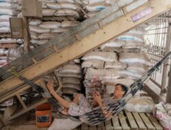 Dampak Konflik Bersenjata Iran, Harga Beras Asia Cetak Catatan Tertinggi Di Dua Tahun