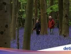 Hamparan Bluebells Warnai Hutan Inggris Di Musim Semi