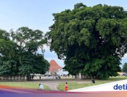 Mitos Ke Alun-alun Kidul, Lewati Pohon Beringin Maka Keinginan Berencana Berhasil