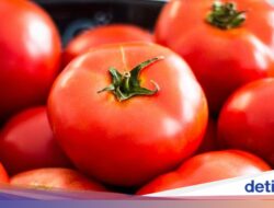 Bantu Daya Ingat Anak, Ini 6 Superfood Enak yang Wajib Dicoba!
