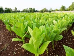 Tembakau Alternatif Kurangi Paparan Asap Rokok