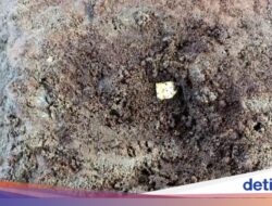 Artefak Logam yang Ditemukan Hingga Candi Losari Dipastikan Kepingan Emas!