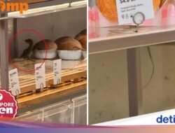 Biawak Masuk Toko Roti, Pelanggan Nekat Menangkapnya Pakai Capit!
