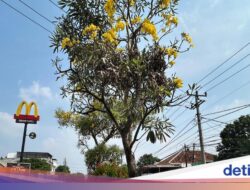 Depok Rasa Jepang, Jalan Margonda Dihiasi Bunga Tabebuya Bermekaran