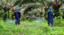 GAPKI Tegaskan Industri Sawit RI Terapkan Standar Keselamatan Kerja Berkelanjutan