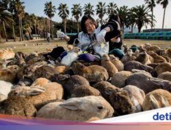Potret Pulau Kelinci Di Jepang yang ‘Meresahkan’ Peneliti