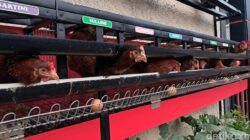 Gampang-gampang Susah Pelihara Sendiri Ayam Petelur Ke Rumah