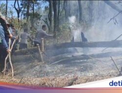 Gunung Lawu Kebakaran! Api Merembet Di Ngawi, Puluhan Hektare Lahan Terbakar