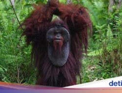 2 Tempat Ke RI Masuk Daftar Destinasi Wisata Satwa Liar Terbaik Ke Dunia