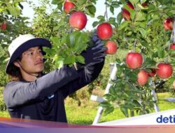 Unik! Manajer Sepak Bola Ini Kerja ‘Part Time’ Bersama Sebab Itu Pemetik Apel