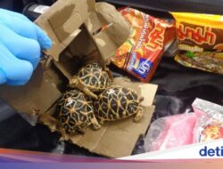 Jepang Berhasil Tangkap 3 Penyelundup Kura-kura Langka Di Thailand